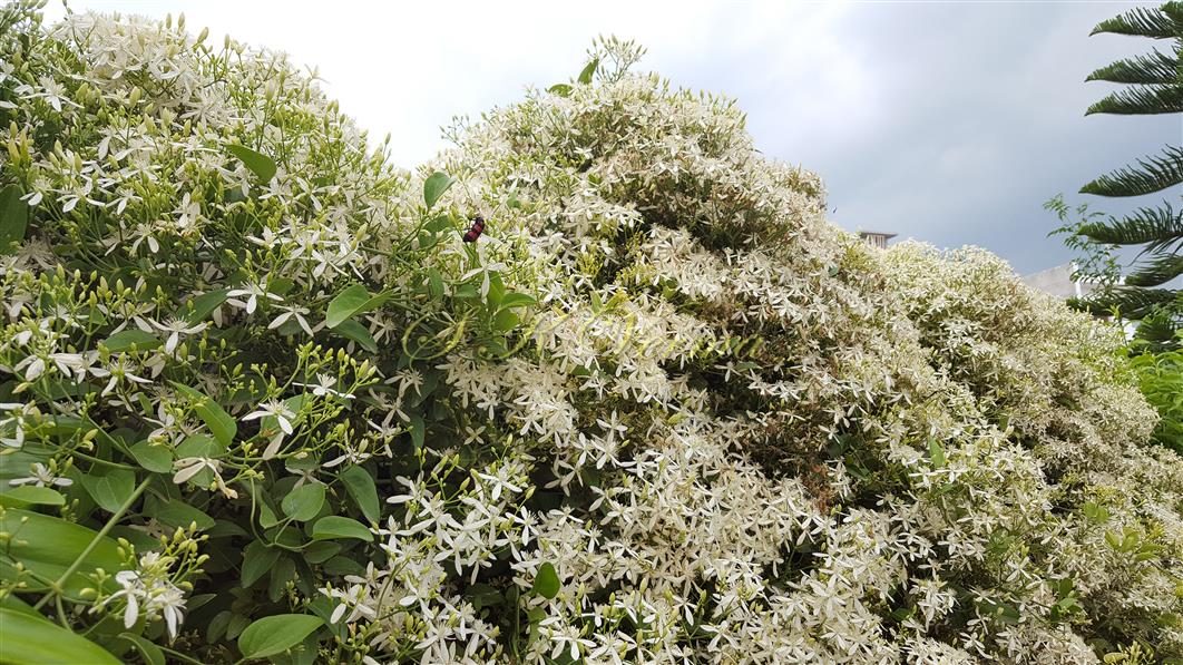 Plant in full bloom